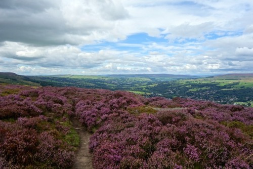 Heather in bloom on Ilkley Moor