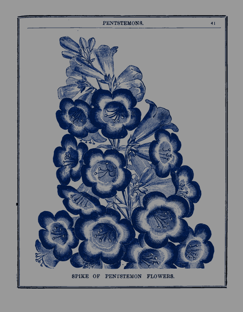 nemfrog:“Spike of pentstemon flowers.” Ware, Thomas S.: Dahlias and Begonias. 1894. Processed image.