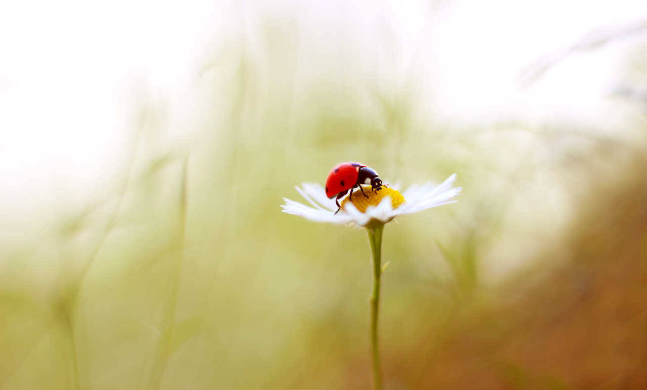 atraversso:   Stellaria &amp; Daisy by Elena Andreeva   