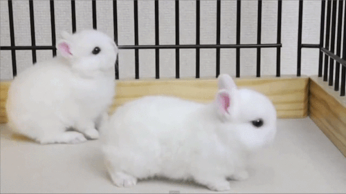 darkgreenmeadow:  Little bunnies  masterdean94