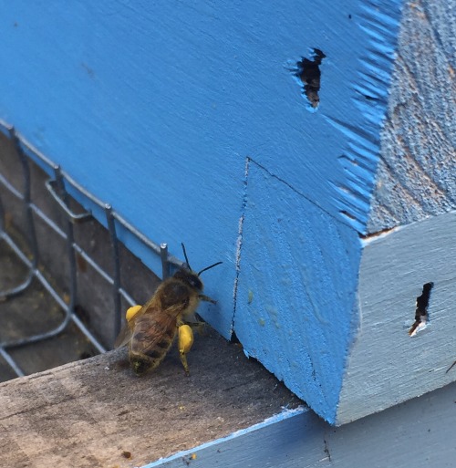 excited-dad:the bees collected so much pollen today!!!