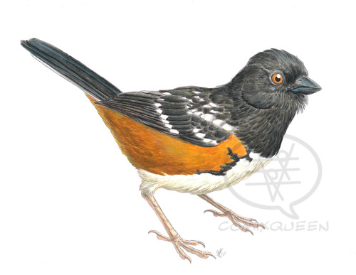 Another commission from last year; a spotted towhee. Acrylic &amp; colored pencil on bristol.