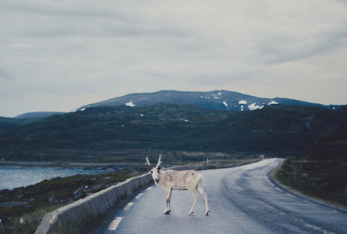 Road Snapshots: Lapland, Finland > Nordkapp, Norway In her effort  to chase the midnight sun, Mar