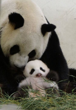 giantpandaphotos:  Yuan Yuan and her daughter,