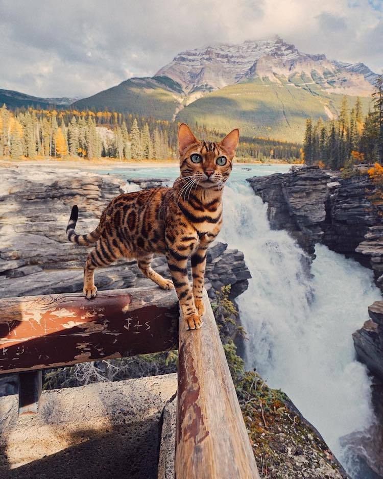 archiemcphee:  Every day is Caturday for Suki the Adventure Cat. Suki is a gorgeous
