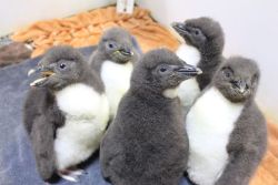 cute-overload:  Our local zoo just grew by