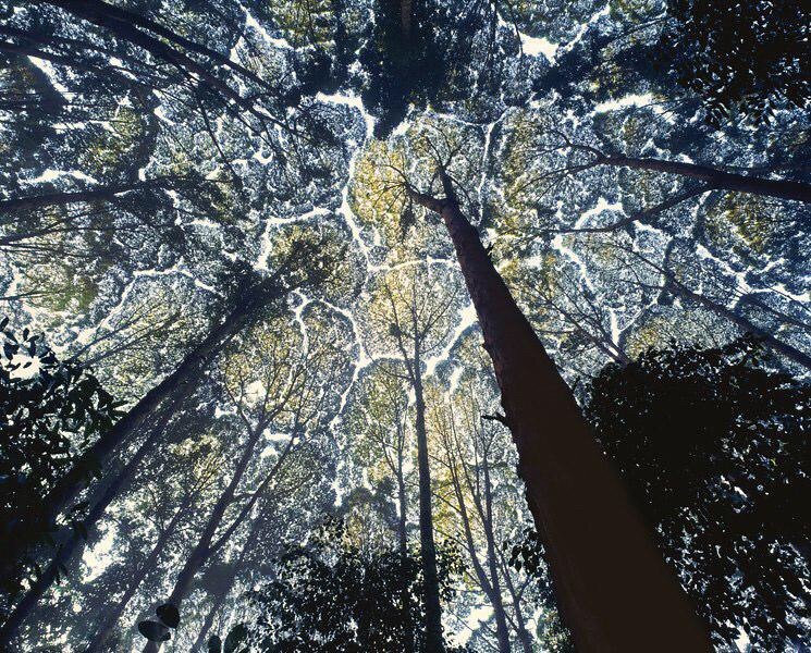 kissing-beehives:  zerostatereflex:  Crown shyness What an interesting word. :D 