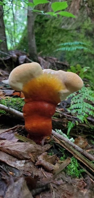 Reishi is up and growin’ in central PA this year already :)