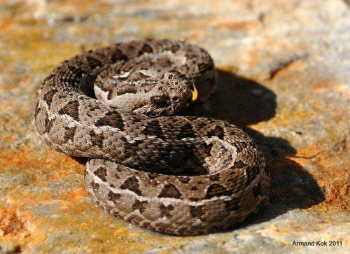 exotic-venom:(Bitis atropos) Berg adder  Unusual among Bitis species in that its venom is predomin