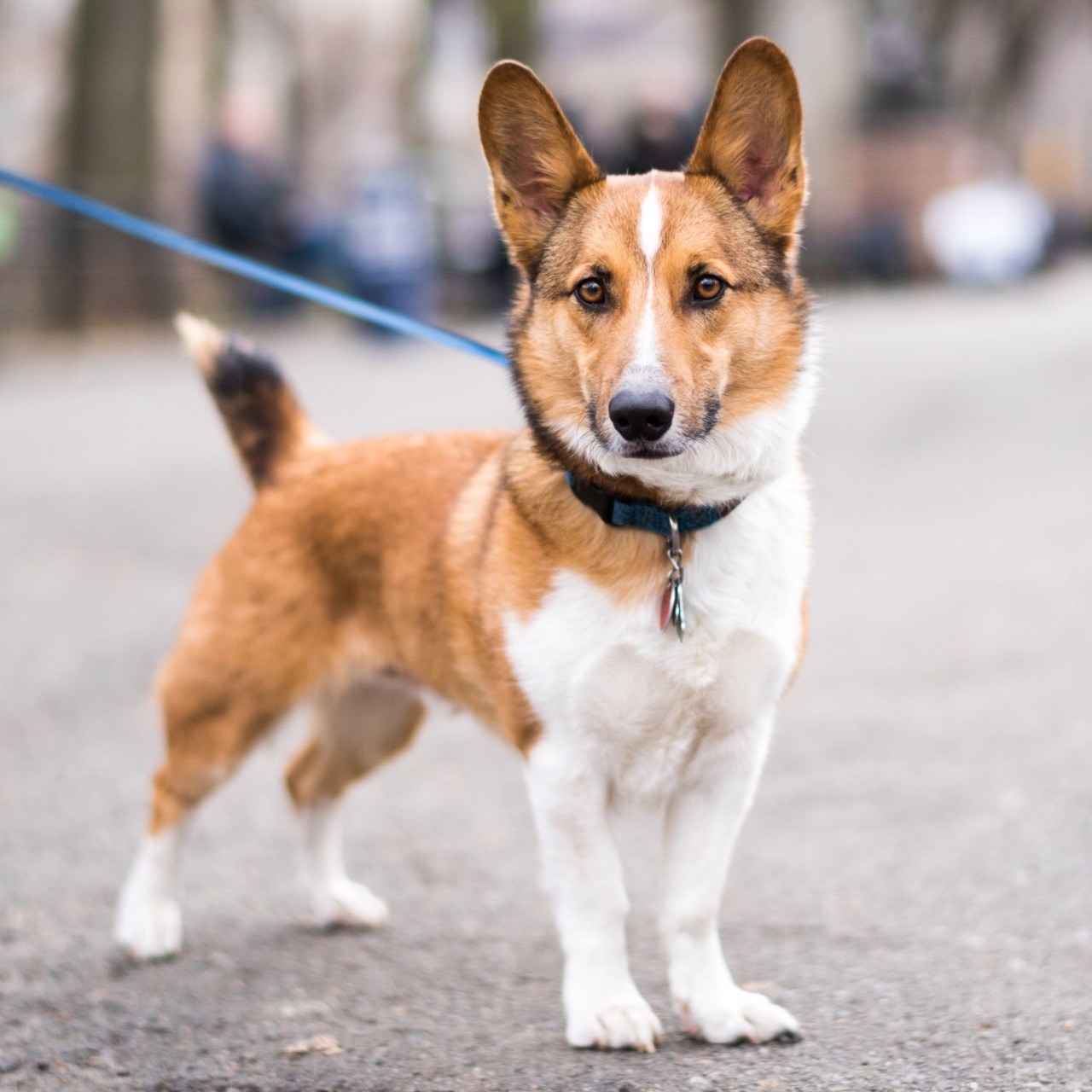 Midler Sølv svær at tilfredsstille The Dogist — Vinny, Corgi/Shetland Sheepdog mix (6 y/o),...