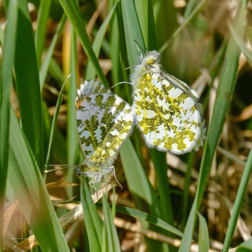 Spring in the meadows