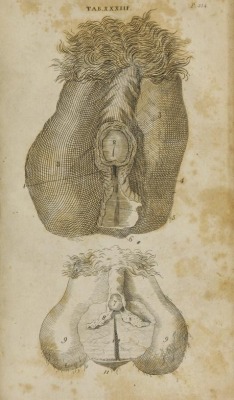 Hermafrodite from Anatomy of the humane body,