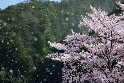 [ Dancing II ] 130mm, f/2.8, ISO 100, 1/1250sec Taken at Nara, Japan. 奈良県にて。