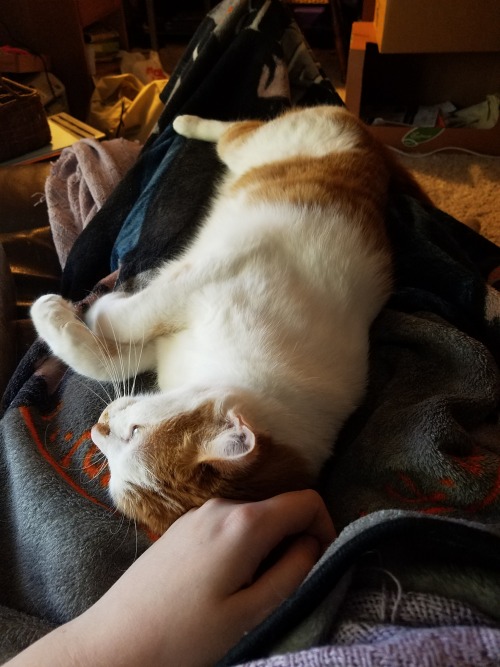 unflatteringcatselfies:this is peeta and people like to tell me he looks like a toasted marshmallow