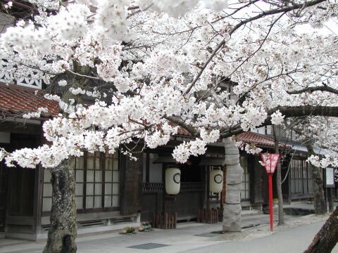 zekkei-beautiful-scenery:  Cherry blossoms and snow falling in #Japan  桜舞い散る雪が降る