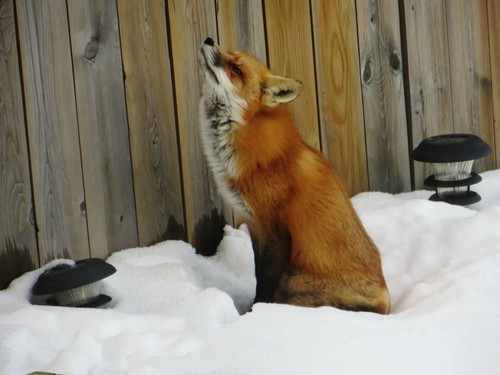 wonderous-world:  This red fox was found nestled up in the snow in a backyard in Alberta, Canda. Article 