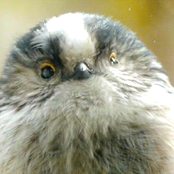 tootricky:  a curious long tailed tit peeps through a human’s window (source) 