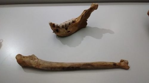 Neanderthal bones from the Cueva del Sidrón (Spain).  TheseNeanderthals may have been killed and eat