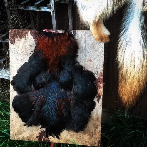Rooster pelt and a coyote I’m working on. #taxidermy #pelt #farming #homestead #rooster #vulturecult
