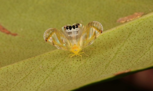 sinobug:Derbid Planthopper (Rhotana sp., Rhotanini, Derbidae)These tiny planthoppers are believed to