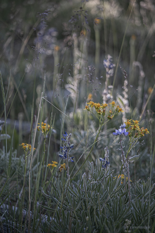 Feels Like Fall: (c) riverwindphotography, July 2020