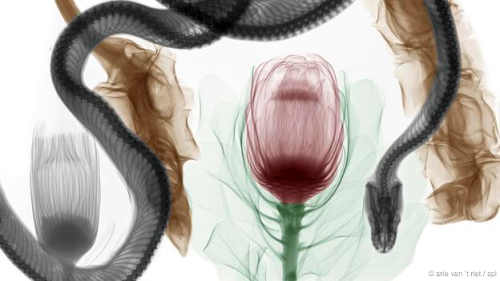 sixpenceee: Medical physicist Arie Van’t Riet takes x-ray photos of dead animals in natural fl