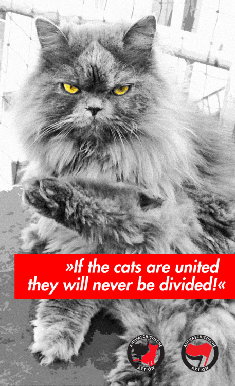 dasbisschentotschlag:“IF THE CATS ARE UNITED THEY WILL NEVER BE DIVIDED!” by Blanche The Battlecat.Visit: BLANCHE THE BATTLECAT!