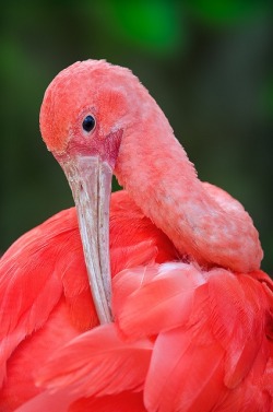 eqiunox:  Scarlet Ibis by Ray (Bird Photography)