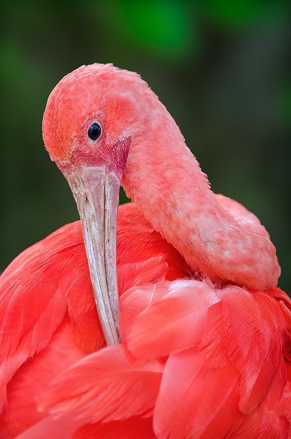eqiunox:  Scarlet Ibis by Ray (Bird Photography) on Flickr