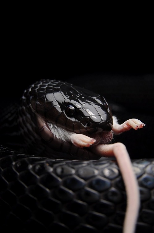 exotic-venom:  (Clelia clelia)  Massurana, mussurana   Although mussuranas are rear-fanged and produ
