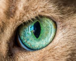 awesome-picz:  Macro Shots Of Cat Eyes 