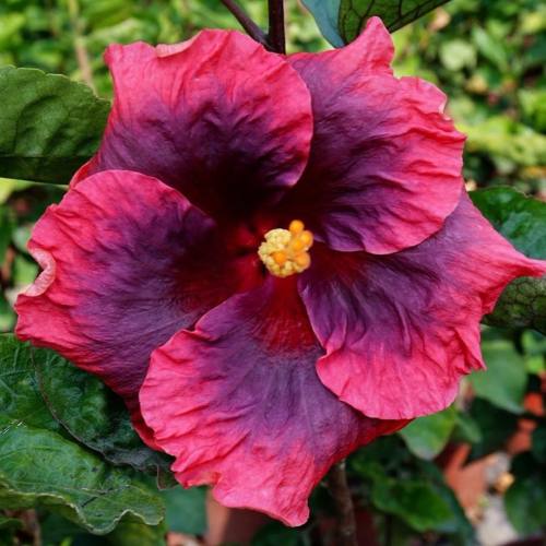 floralls:  Tropical Hibiscus II via  tezulaplants   