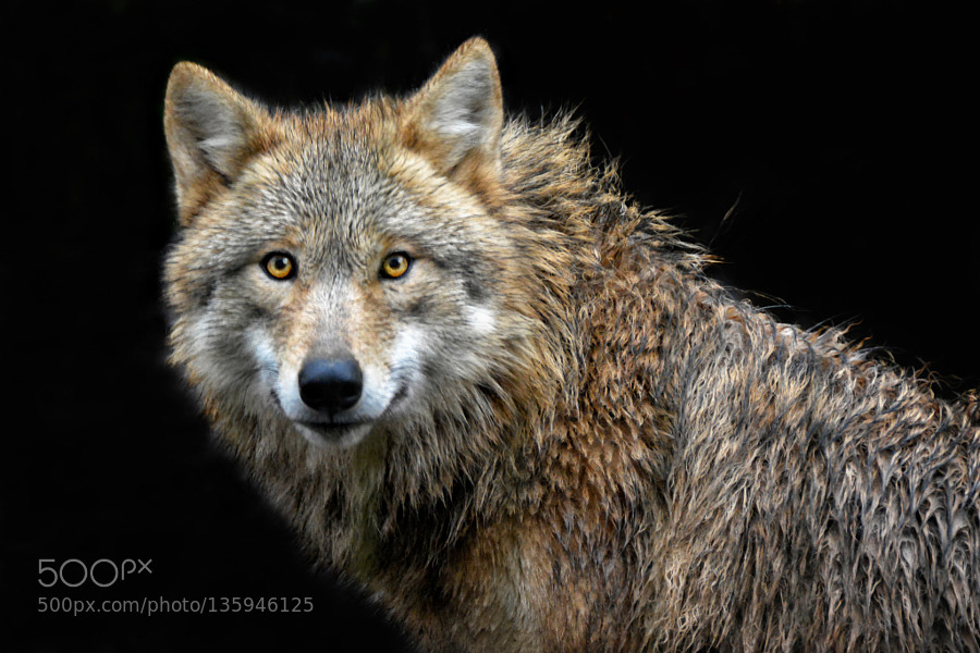 superbnature:  Wolfess by Jo-PinX http://ift.tt/1Zu1Eek 