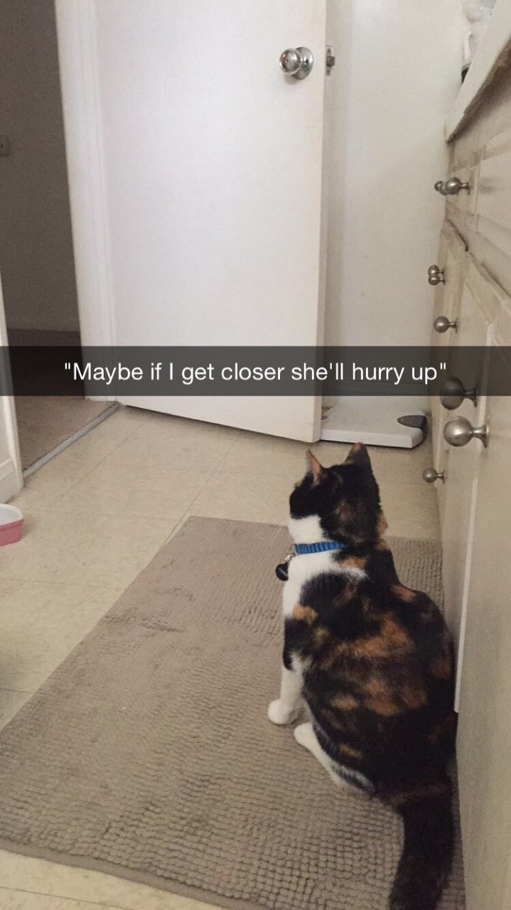 sociologyandlifting:  A day in the life of Clover