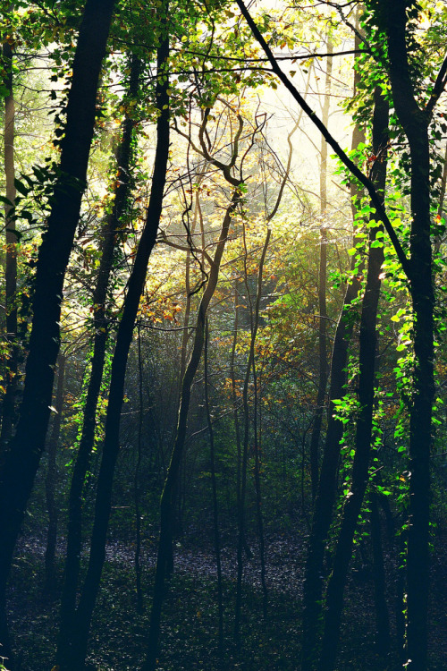 radivs:Forest at Schlader Tal Germany by Ralf Schüller