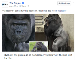 unclefather:  sleepisforlovers:  i know it’s the end of days cuz ya’ll tryna fuck a gorilla  he is thick