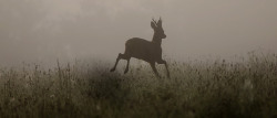 owls-n-elderberries:  Ghost buck by Kip Loades