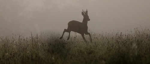 Sex owls-n-elderberries:  Ghost buck by Kip Loades pictures