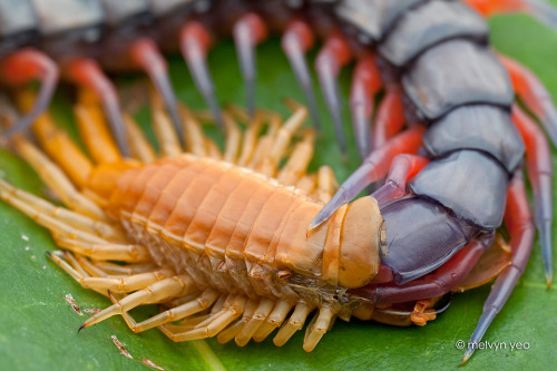 mucholderthen:Moulting Asian Giant Centipede (Scolopendra subspinipes), Singaporephotos by Melvyn Ye