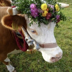 Porn photo happyheidi:~ Flowercows ♡ 🌷🐄 🍃