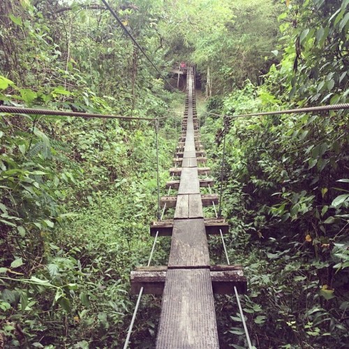 hrmarsan:  Jungle Bridge #travel #jamaica #fun #tourism #bridge #jungle #hrmarsanphoto #zipline (at 