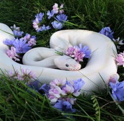 phantomwised:  My beautiful baby Lilah turned 2 this summer!