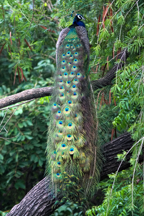 expressions-of-nature:Backyard Peacock by: Aabhas Lall
