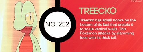 pokemon-global-academy:Treecko, Torchic or Mudkip! Which one will you choose?
