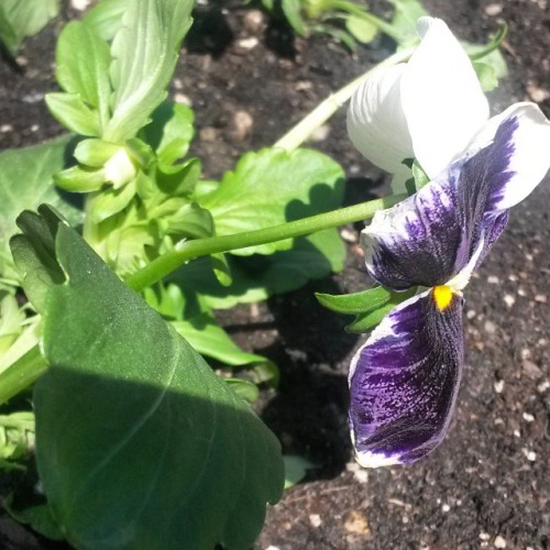 #nofilter #flower #toronto #northyork (at Mel Lastman Square)