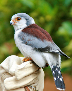 fosterash:  knightofstorms:  Jambo the Pygmy Falcon (by Penny Hyde)  Oh my gosh 