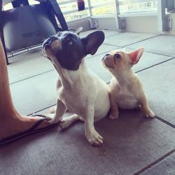 batpigandme:  These two little furballs 🐶🐰💕 #milokona #milothefrenchiee #konathefrenchbully #frenchiepuppies #doubletrouble #instalove #potd #frenchiesofinstagram #puppiesofinstagram #puppylove #cutiepies #puppyeyes #thefrenchiepost by diana.lim_