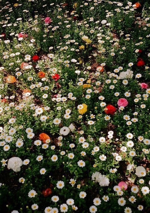 Sitting in an English Garden Waiting For The Sun.
