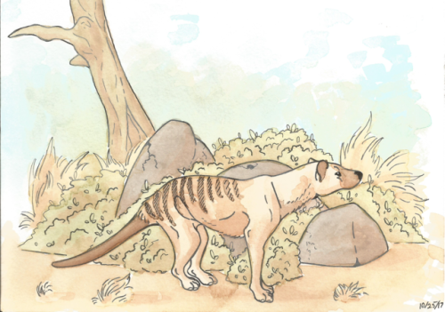 hellosummertea:A 6x4” watercolor done one night a weeks back as practice. The Thylacine, my all ti