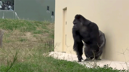 Shabani Is Awesome. 